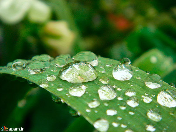 قطرات باران,زیباترین,قطره
