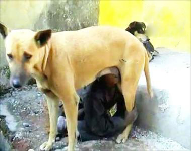 خوردن شیر سگ بخطر فقر شدید!! + عکس  