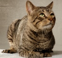 تشخیص و درمان تومورهای تیروئید در گربه ها
