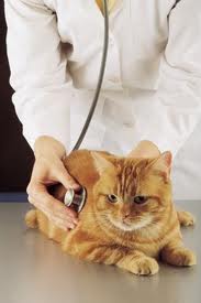 تشخیص و درمان تومورهای تیروئید در گربه ها