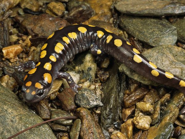 سمندر خالدار spotted salamander