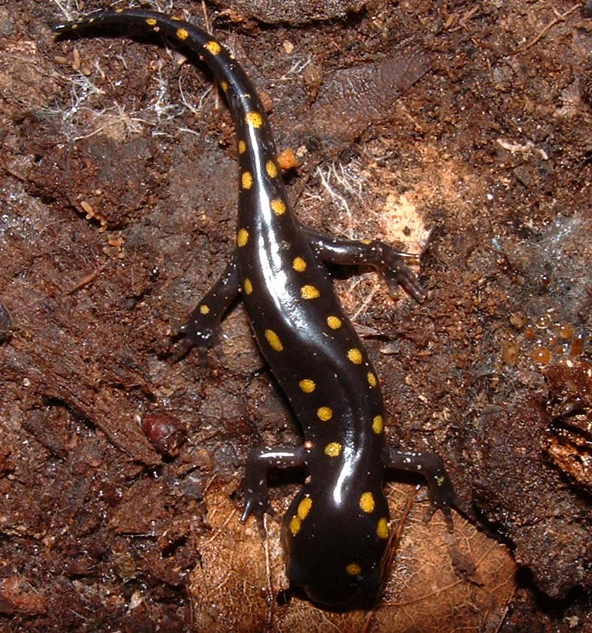 سمندر خالدار spotted salamander
