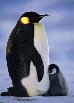 شاه پنگوئن