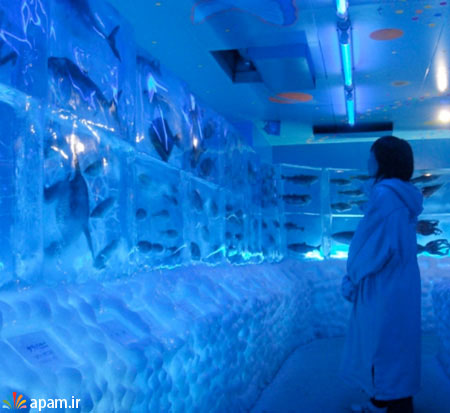 ایده های جالب,Frozen Aquarium,apam.ir
