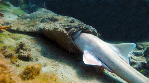هیولای دریایی عظیم‌الجثه‌ای که کوسه‌ها را درسته می‌خورد! + عکس  