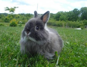 خرگوش جرسی وولی 
