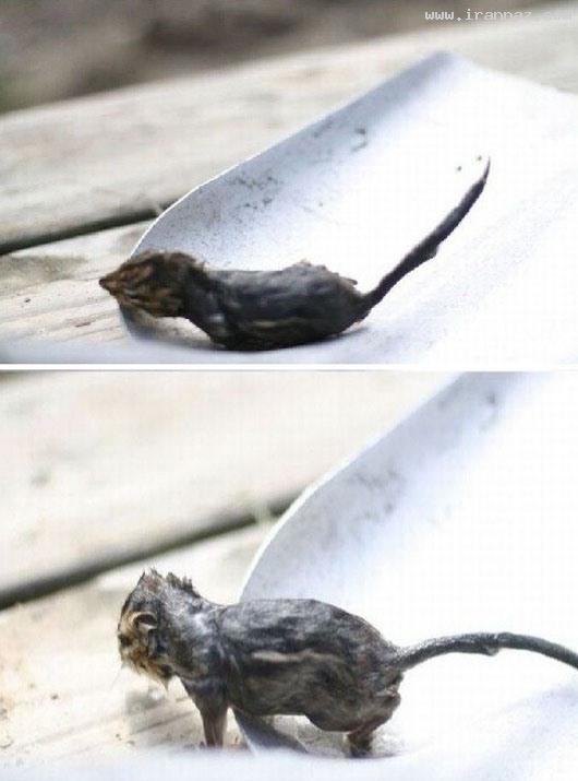 عکس های باور نکردنی نجات یک موش توسط قورباغه ، www.irannaz.com