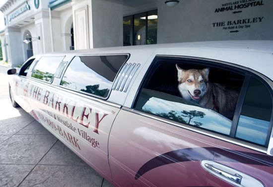 هتل شگفت انگیز سگ و گربه در کالیفرنیا/ تصویری