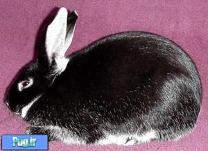 خرگوش مارتن نقره ای (سیلور مارتن)