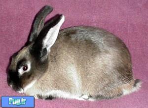 خرگوش مارتن نقره ای (سیلور مارتن)