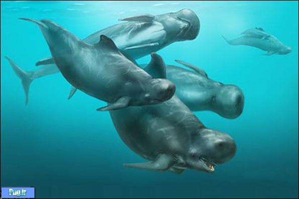 اعلامیه حقوق دلفینها 