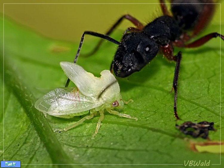عکس های دیدنی از حشرات شگفت انگیز