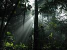 جنگل‌های بارانی و زیبایی‌های بهشت روی زمین/ گزارش تصویری