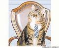 گربه آمريكايي نامزد انتخابات سنا شد
