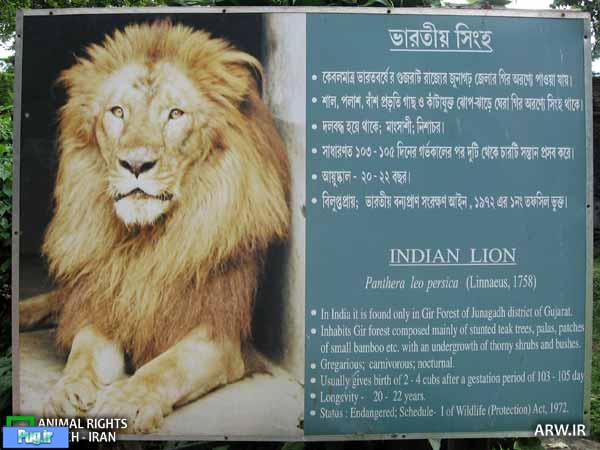 شیر ایرانی هندی شد افتخاری بزرگ برای ما ! 
