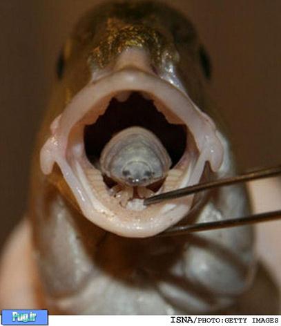 انگل نفرت‌ انگيزی كه در زبان ماهی ها زندگی می کند! + عکس