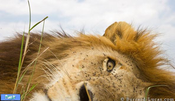  عکس‌های دیدنی از فاصله نزدیک از شیرهای وحشی