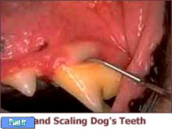   نظافت دندانهای سگ را جدی بگیرید