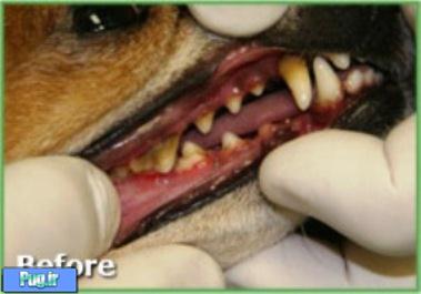   نظافت دندانهای سگ را جدی بگیرید