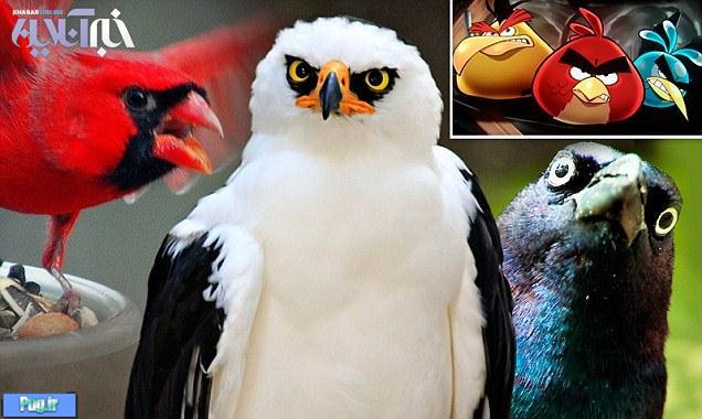 پرندگان Angry birds انگری بردز واقعا وجود داشته اند 