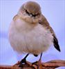 پرندگان Angry birds انگری بردز واقعا وجود داشته اند 
