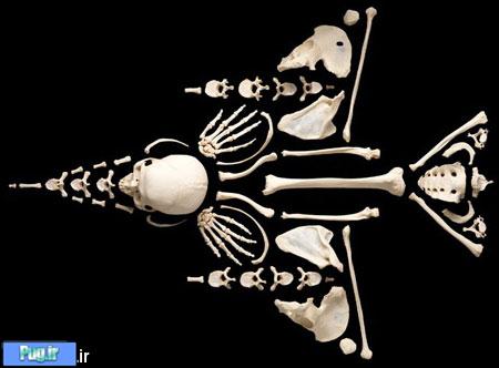 آثار هنری دیدنی,Human Bones Used to Make Art