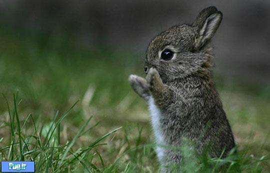 بامزه,خرگوش,rabbit