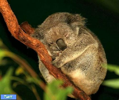 thumbs koala Cute Animal Pictures