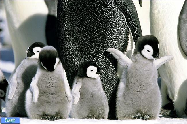 بچه پنگوئن های بامزه 