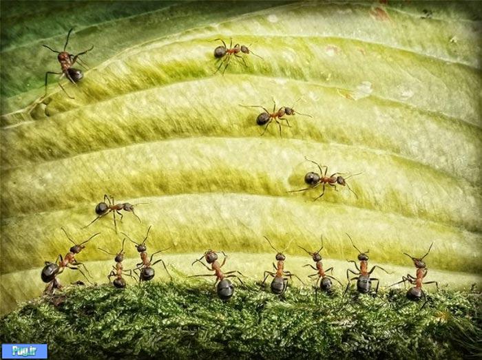 عکس شگفت انگیز از مورچه های دست آموز (1)