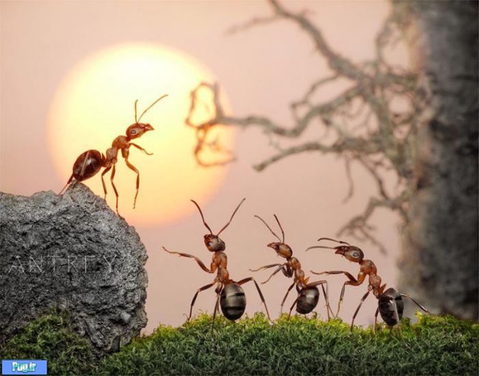 عکس شگفت انگیز از مورچه های دست آموز (10)