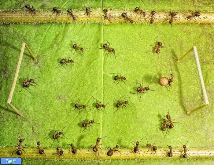عکس شگفت انگیز از مورچه های دست آموز (11)