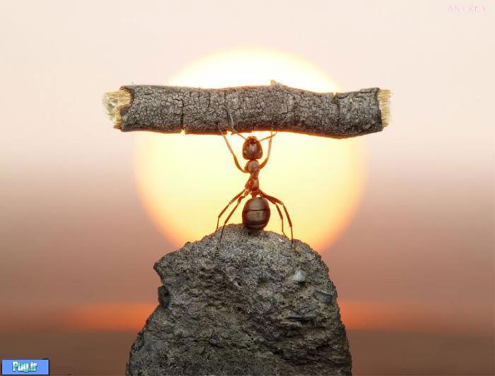 عکس شگفت انگیز از مورچه های دست آموز (12)