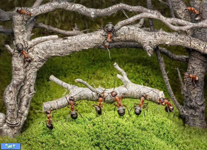 عکس شگفت انگیز از مورچه های دست آموز (14)
