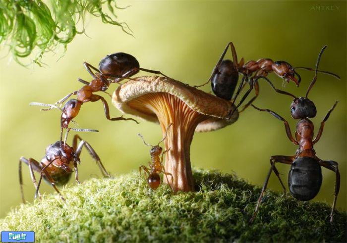 عکس شگفت انگیز از مورچه های دست آموز (15)