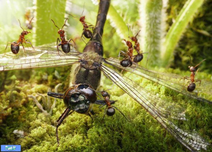 عکس شگفت انگیز از مورچه های دست آموز (17)