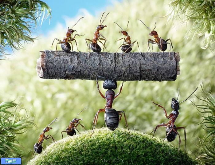 عکس شگفت انگیز از مورچه های دست آموز (18)
