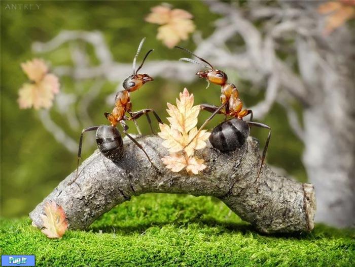 عکس شگفت انگیز از مورچه های دست آموز (2)