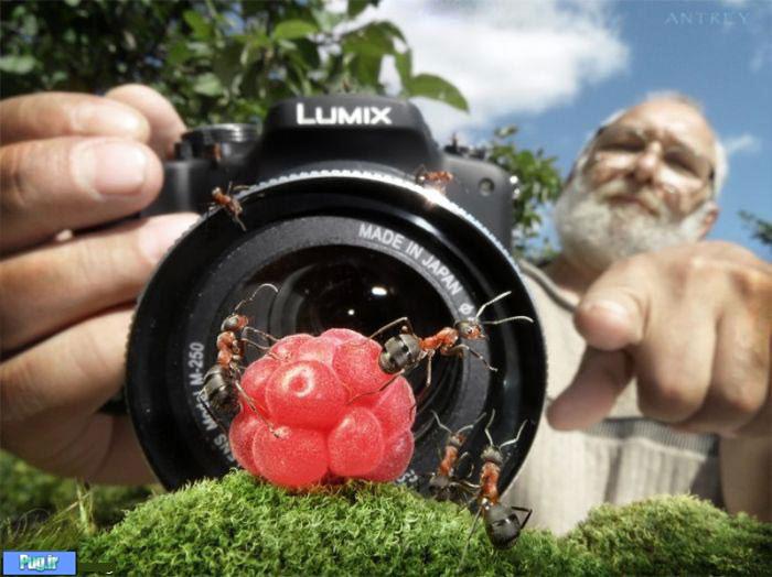 عکس شگفت انگیز از مورچه های دست آموز (20)