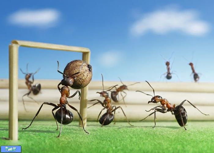 عکس شگفت انگیز از مورچه های دست آموز (4)
