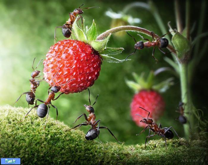 عکس شگفت انگیز از مورچه های دست آموز (5)