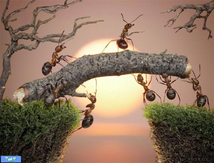 عکس شگفت انگیز از مورچه های دست آموز (6)