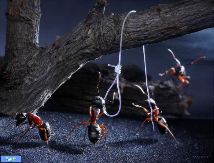 عکس شگفت انگیز از مورچه های دست آموز (7)
