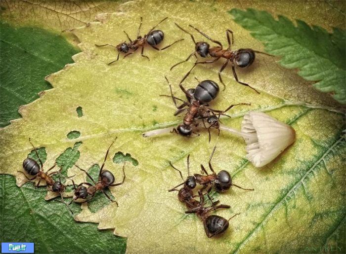 عکس شگفت انگیز از مورچه های دست آموز (8)