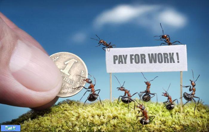 عکس شگفت انگیز از مورچه های دست آموز (9)