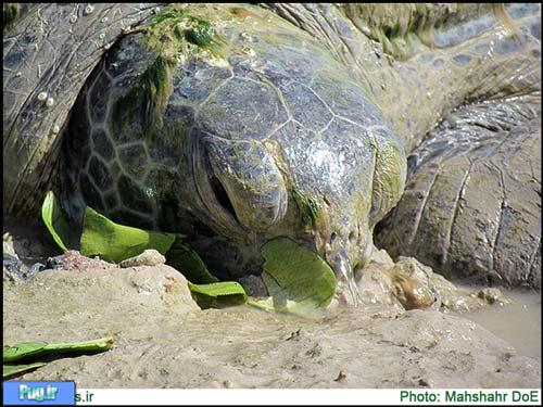 نجات لاکپشت دریایی به گل نشسته در بندر ماهشهر 