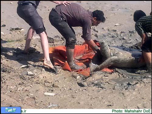 نجات لاکپشت دریایی به گل نشسته در بندر ماهشهر 