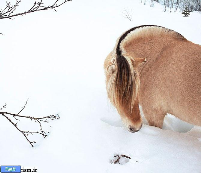 عکس های زیبا از اسب های وحشی 