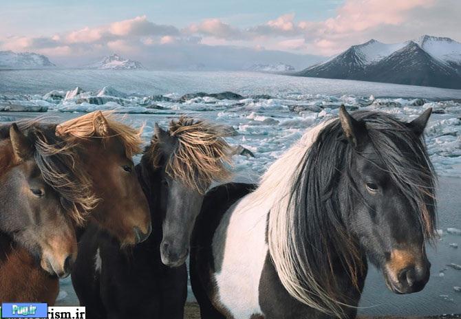 عکس های زیبا از اسب های وحشی 