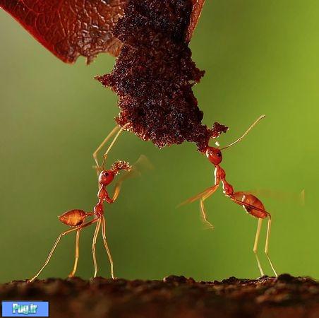 عکسی زیبا از غذا خوردن مورچه!